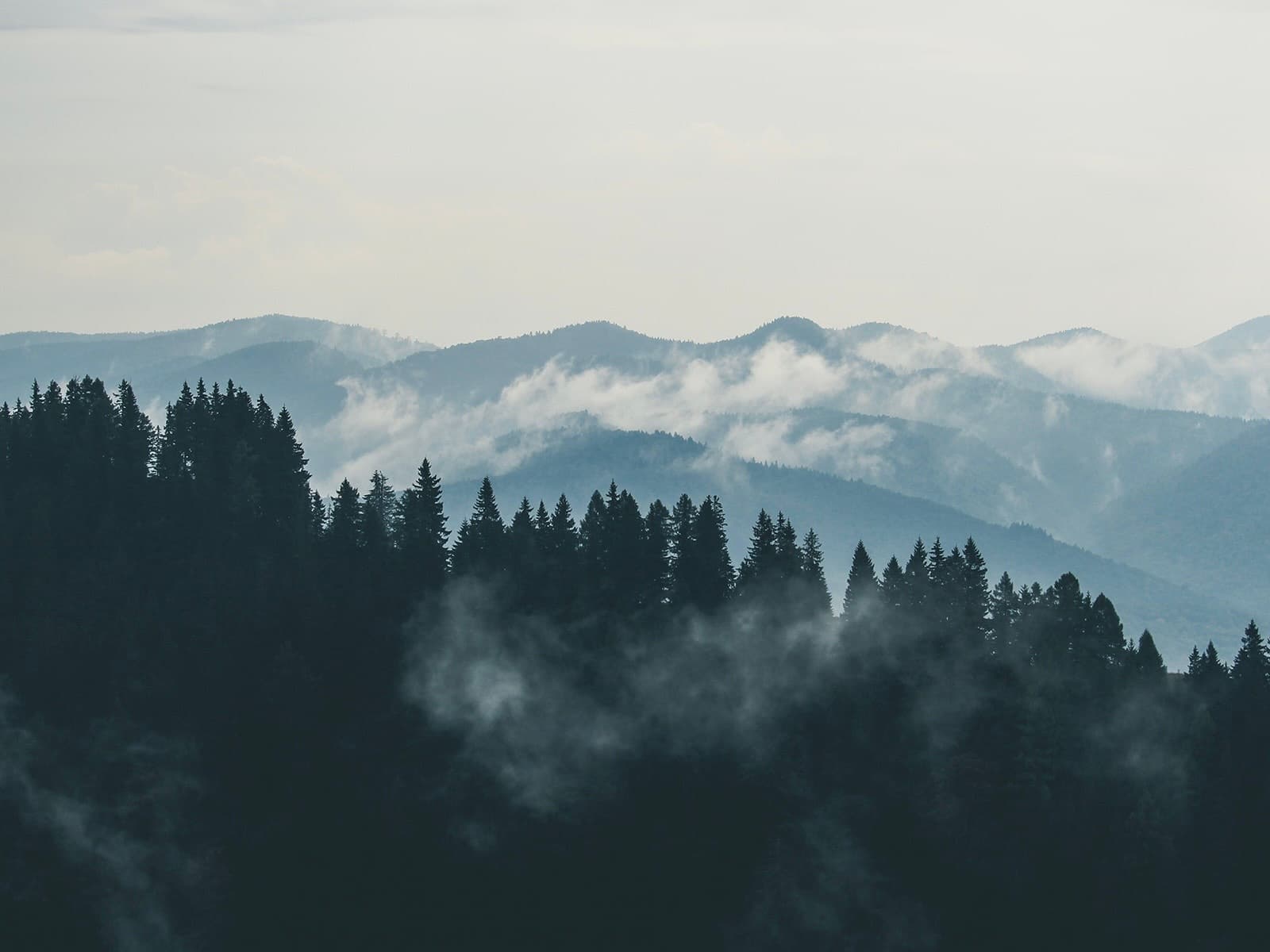 Pinetree mountain, Philippines picture